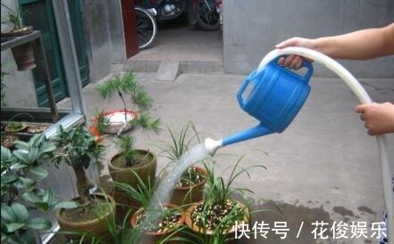 施肥|养花“养根”很重要,5个小妙招,白根粗壮,半年撑爆盆!