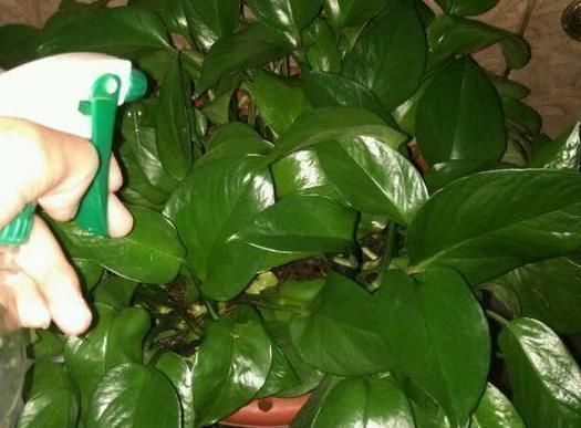 养花最厉害的营养液,原来是它,花用了叶片油亮猛长根