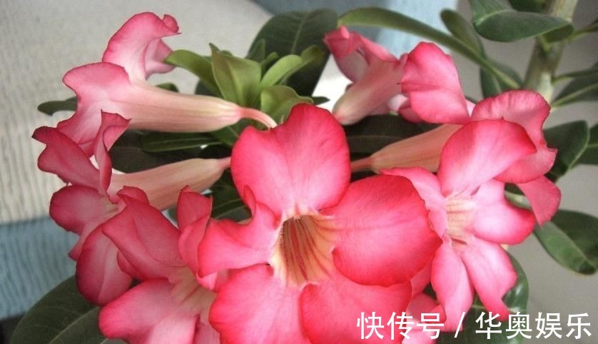 月季|适合养在室内的5种花,给点阳光就灿烂,开花爆盆很简单,真漂亮