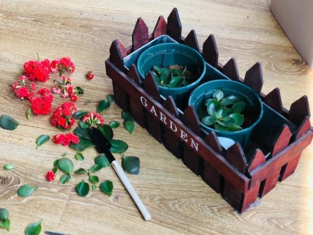 养花技巧这花不是一次性，开完别扔，还能再养7、8年