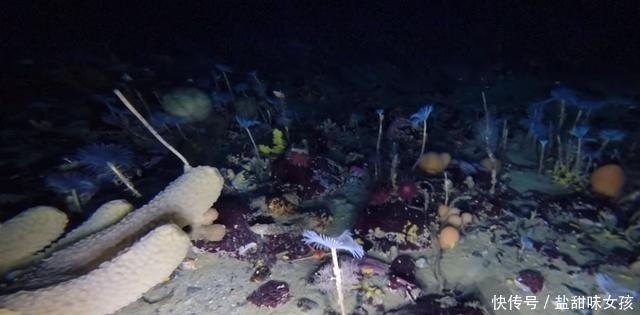 海豹 科学家在南极冰层打个洞,它出来探头打招呼,下面更是美赞了!