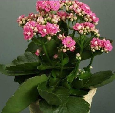 室内温度|老花匠养“长寿花”,轻轻松松变“老桩”,花友给1000不卖