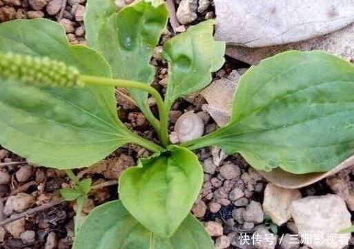 灰灰菜|在农村4种野菜,见到了可要采回家,每种都是治病的好药