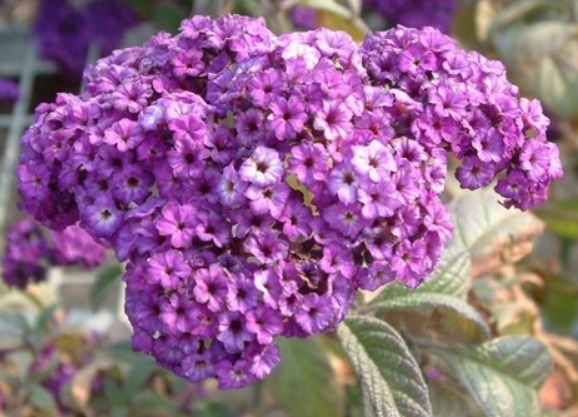 此“香水花”，花开成球，香气诱人胜茉莉，比菊花好养，全年开花