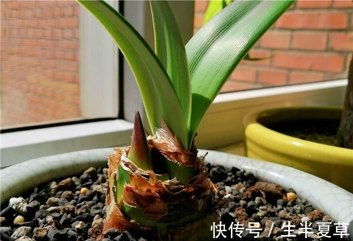 老花农养的朱顶红,个个开花比碗大,原来是这样做的!