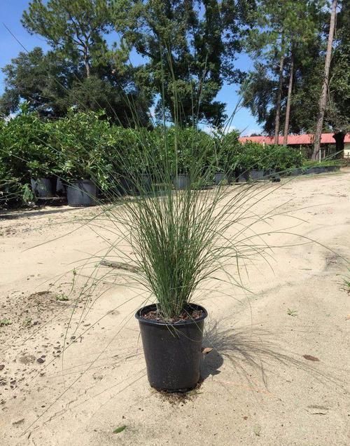 灿烂|又到了粉黛乱子草花开灿烂的时节,在院子就能种,花朵如云雾