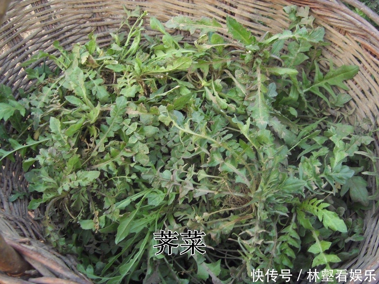 毛妮菜|春天4对“双胞胎”野菜,很多人傻傻的分不清楚,你认识几种