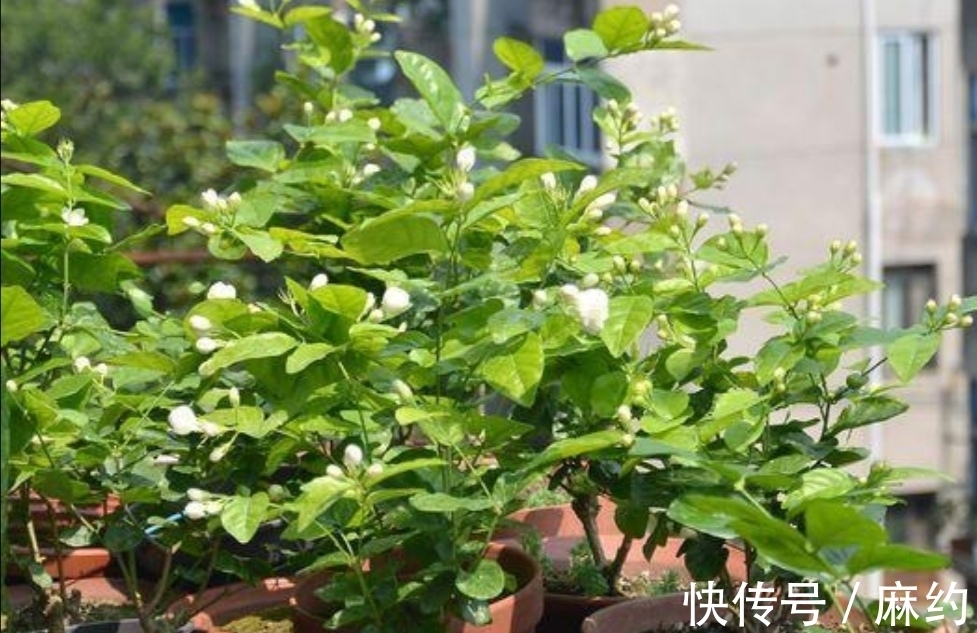 营养土|3种喜酸性的花,容易出现黄叶子,要勤浇“酸水”