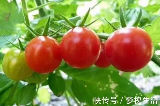 白糖|凉拌西红柿,只放白糖就错了,难怪酸涩难下口,大厨:这样做才对