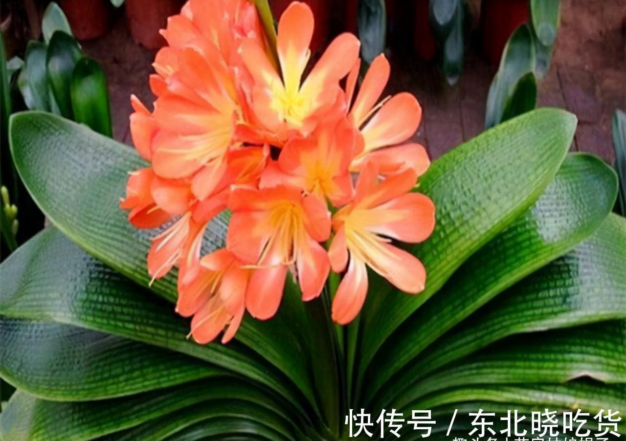 叶片|养君子兰时,当叶片出现这9种异状,能快速找出病因,及时解决