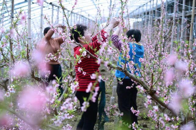 僧人|来武清这里，赏桃花！