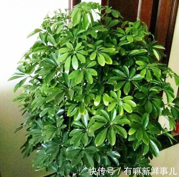 4种富贵花,再不漂亮也要养一盆,个个吉祥,空气一级棒!