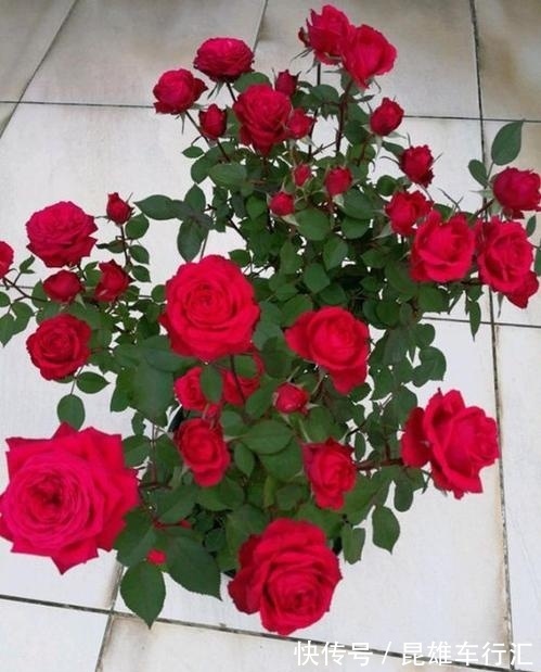 此花,好养耐活花量足,好看喜庆气质高,阳台放一盆,四季有花赏