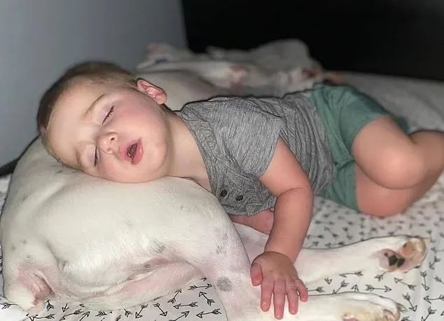 监控|2岁男孩总在狗窝里醒来，父母觉得困惑，查看监控后觉得很温馨