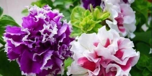 玛丽玫瑰玛丽玫瑰|4款艳美的花卉，便宜又好养，花色鲜艳，适合种在庭院观赏