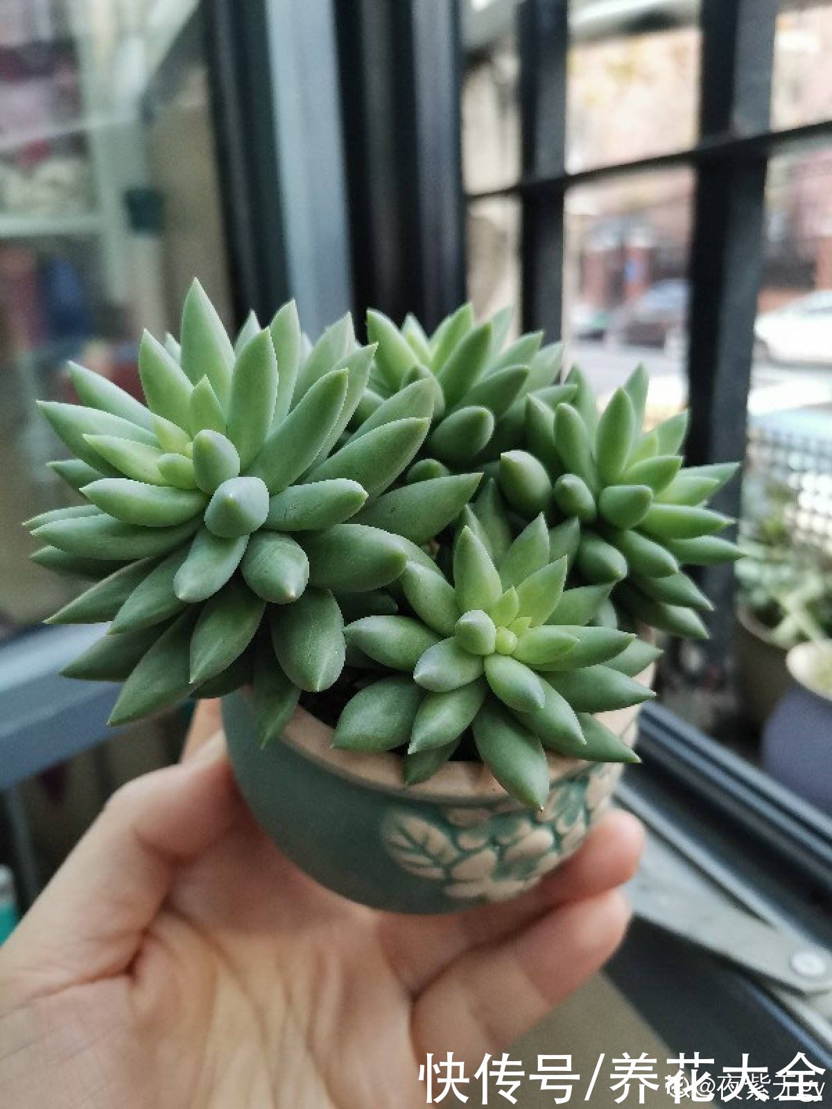 佛手|人气超高的景天科多肉，选得好也要养得好，网友：太美了