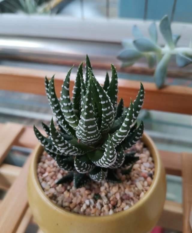 叶子|家里有这5种花,越懒养越好,根不烂叶子不黄,养养就爆盆!