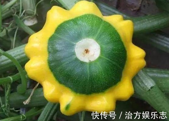 昼夜温差|飞碟瓜营养丰富、减肥瘦身,掌握种植技巧,收获吃不完的飞碟瓜