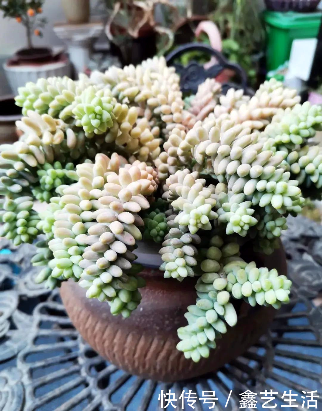 瀑布|最耐晒的8种多肉,夏天照样疯长不停,呼呼窜成小瀑布