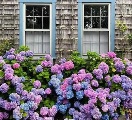 盛放期|绣球花好看不好养?其实只需3个小方法,花球又大又鲜艳