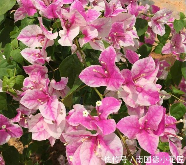 三角梅|喜欢养三角梅，不要错过此6个品种，开花真的太勤了
