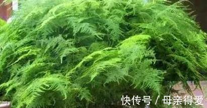 不会养文竹,抓住5个生长关键点,剪几刀,文竹长出几米高