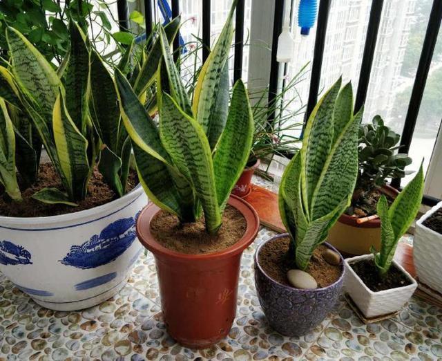 给花卉换盆土，2种“东西”垫盆底，变肥沃，比营养土强10倍！