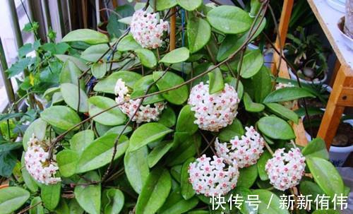 球兰|1种懒人花,丢水里就能活,爬满阳台开成花墙,值得拥有