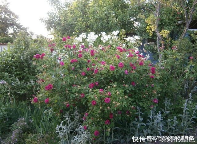 20款古老月季。数百年唯美传承,个个经典又抗病。远胜现代月季