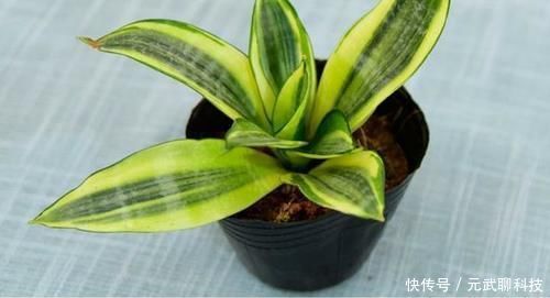 花生仁|养虎皮兰，时常忧虑黄叶、生长迟缓问题，就经常喂点它们吧