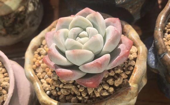 当年的贵货多肉，变成了烂大街的便宜货，暴风哭泣