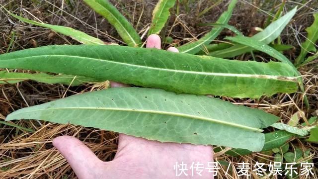 福气|路边的这种野生植物,你若遇见了,真是你的福气,记得要拔回家