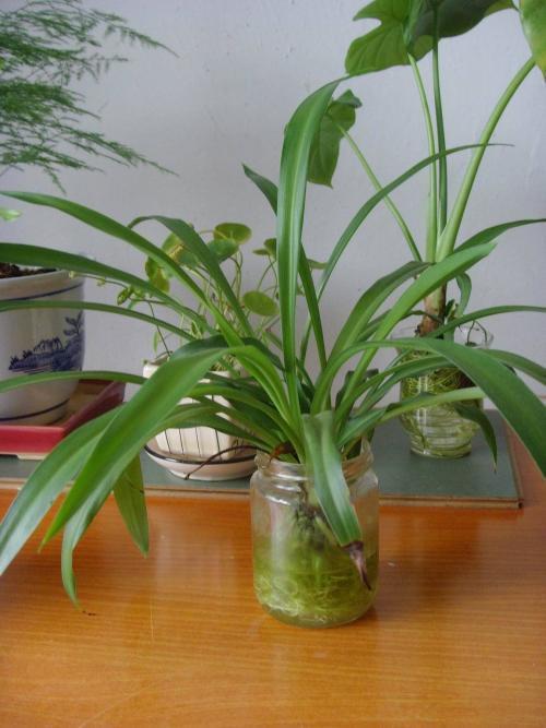 家里吊兰干尖黄叶，用这4招来改善，砰砰返青油亮亮