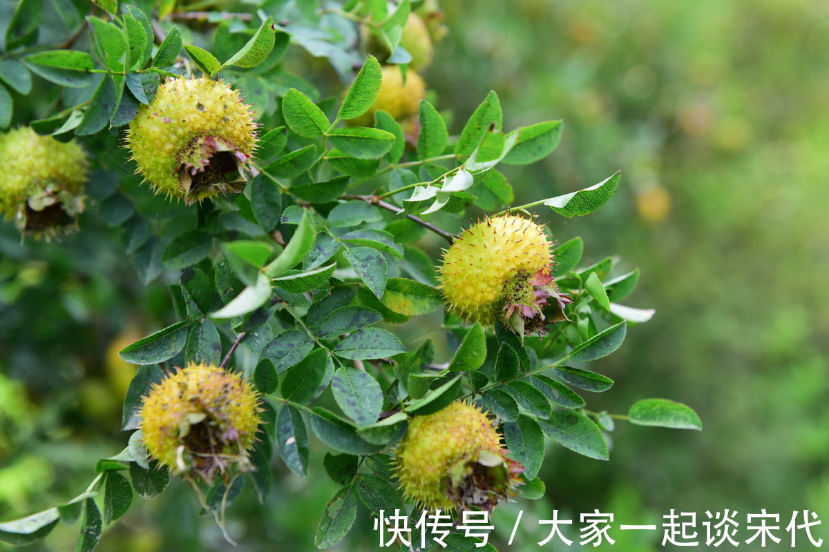 月经|此物可是妇科病的“克星”,每天来两个,调理月经,预防妇科疾病