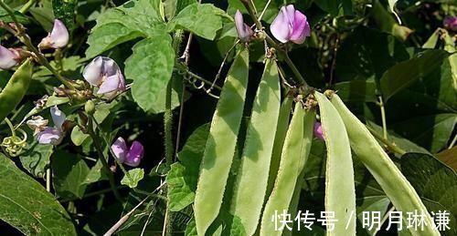 湿气|祛湿“最狠”的5种食物,每天吃一点,排出老湿气,身体也清爽了