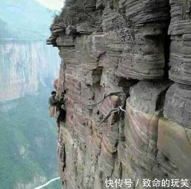 崖柏|带你走进深山的采崖柏人,有人靠它赚上亿,有人因此丧命,太珍贵