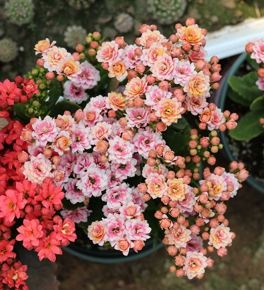 小技巧|十月长寿花正开花,教你几个小技巧,花开一茬接一茬,开花小半年