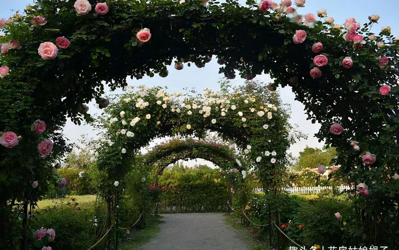 一个家里能栽得下去多少品种的月季?朋友家的小花园告诉你