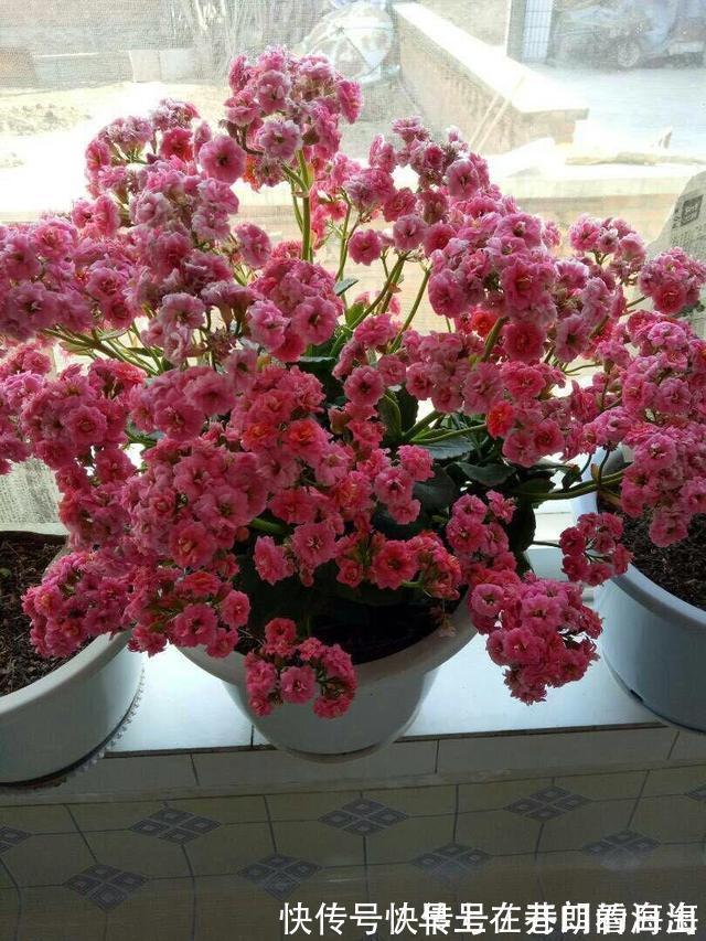 天冷|天冷了,15种漂亮花喜欢“大太阳”,多晒长得壮,花更多