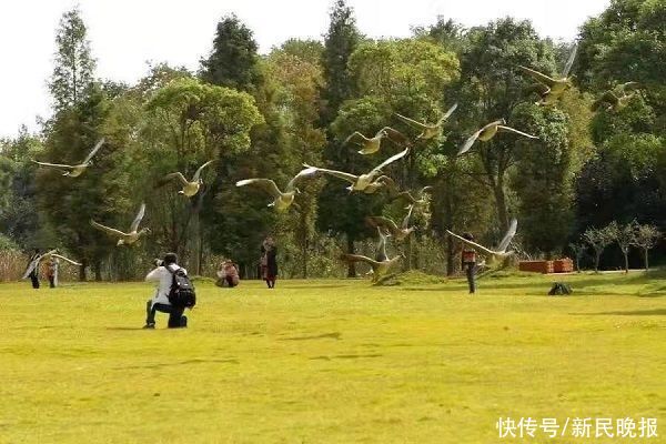 明珠|又到候鸟迁徙季 去崇明西沙明珠湖与野生鸬鹚约会