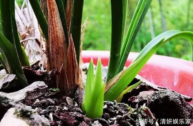 兰花凋谢后,早做3件事,新芽还比老苗多