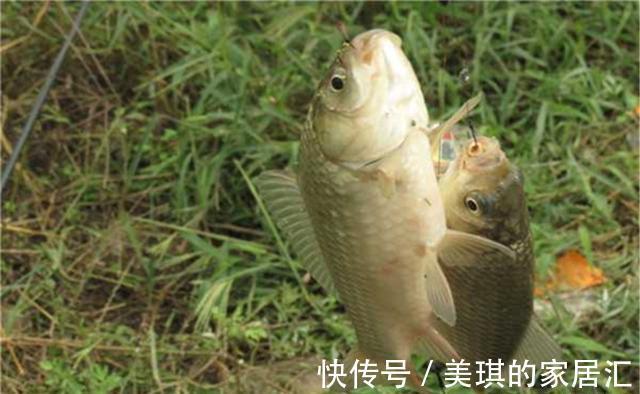 动态|钓鱼技巧:提升鲫鱼的咬钩量,“颜色”和“动态”都不可或缺