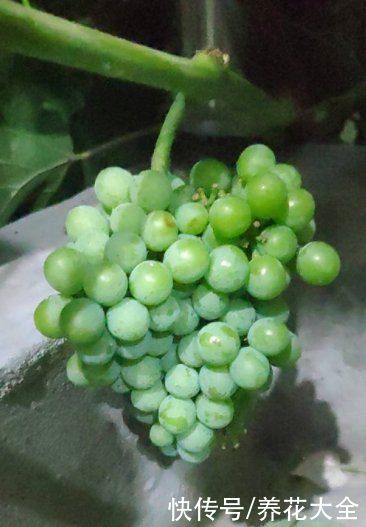 花花|葡萄干的制作方法太奇特，很少有人见过，做出来口感真的棒