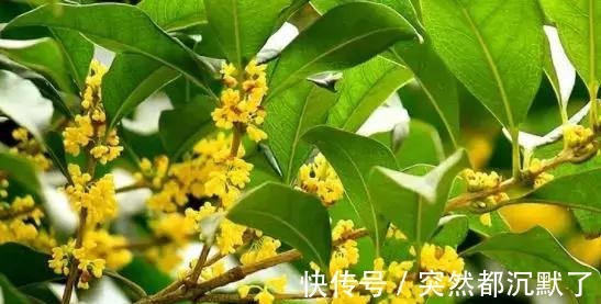 美丽的传说#桂花,就是最美秋日诗词