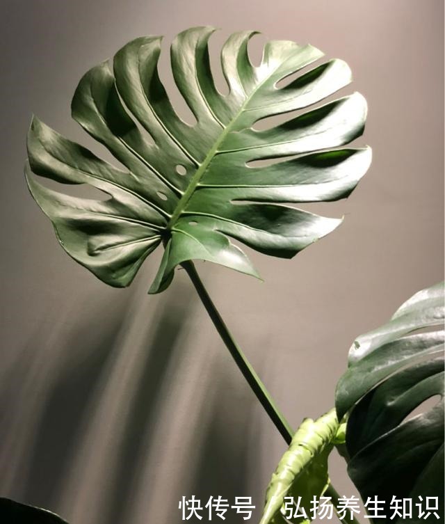 10大受欢迎绿植,你家养了几种!