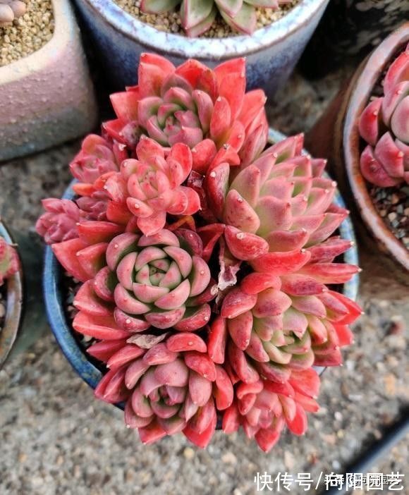 繁殖|养了这么长时间的多肉,你有后悔吗?是不是也想要出坑了