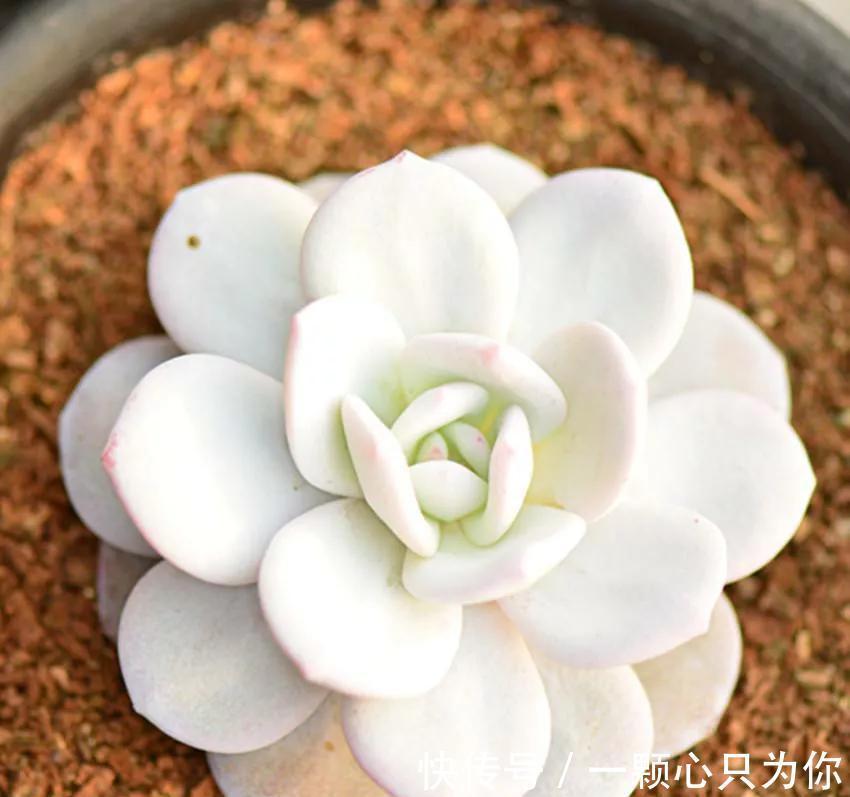 多肉中的贵货小仙女,颜值高,仙气足,你不要错过