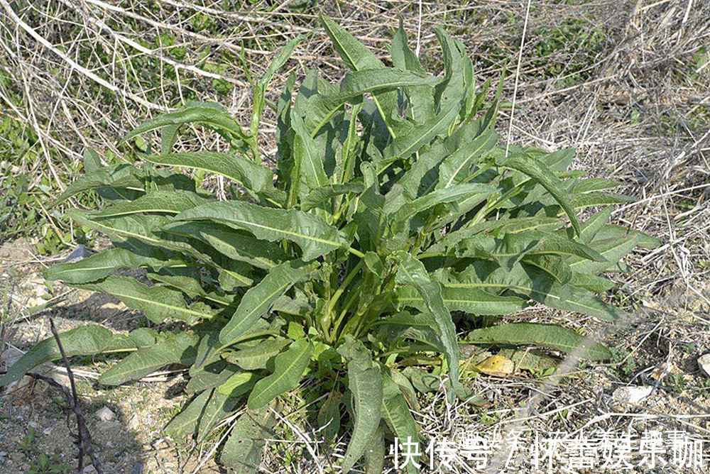 草酸|人称“野菠菜”，曾是穷苦人的救命野菜，如今15元一斤成抢手货