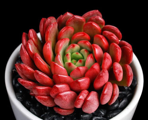 多肉红宝石夏季怎么养教你3个小妙招，养出最红润璀璨的红宝石