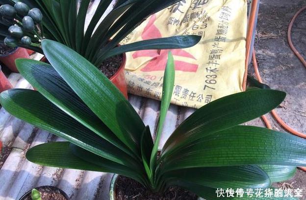 养君子兰用这个小妙招,开花多、新叶多、不夹箭,叶子绿的发光